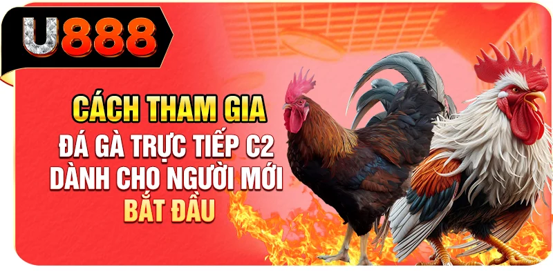 Cách tham gia đá gà trực tiếp C2 dành cho người mới bắt đầu