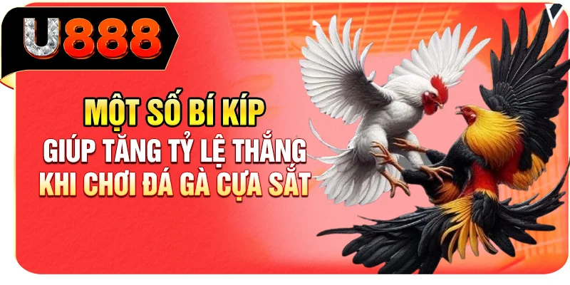 Một số bí kíp giúp tăng tỷ lệ thắng khi chơi đá gà cựa sắt
